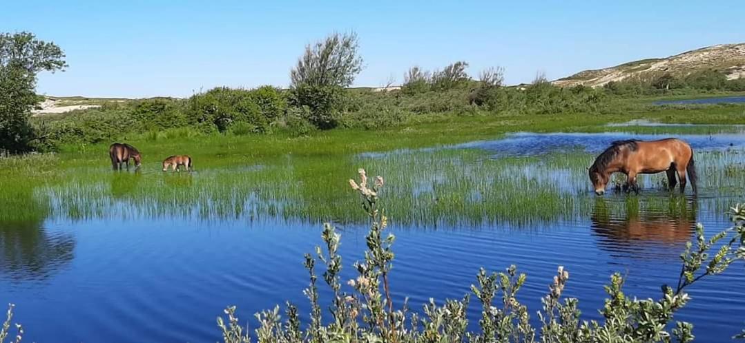 Tiny Villa De Haas Met Infraroodsauna Egmond aan Zee Zewnętrze zdjęcie